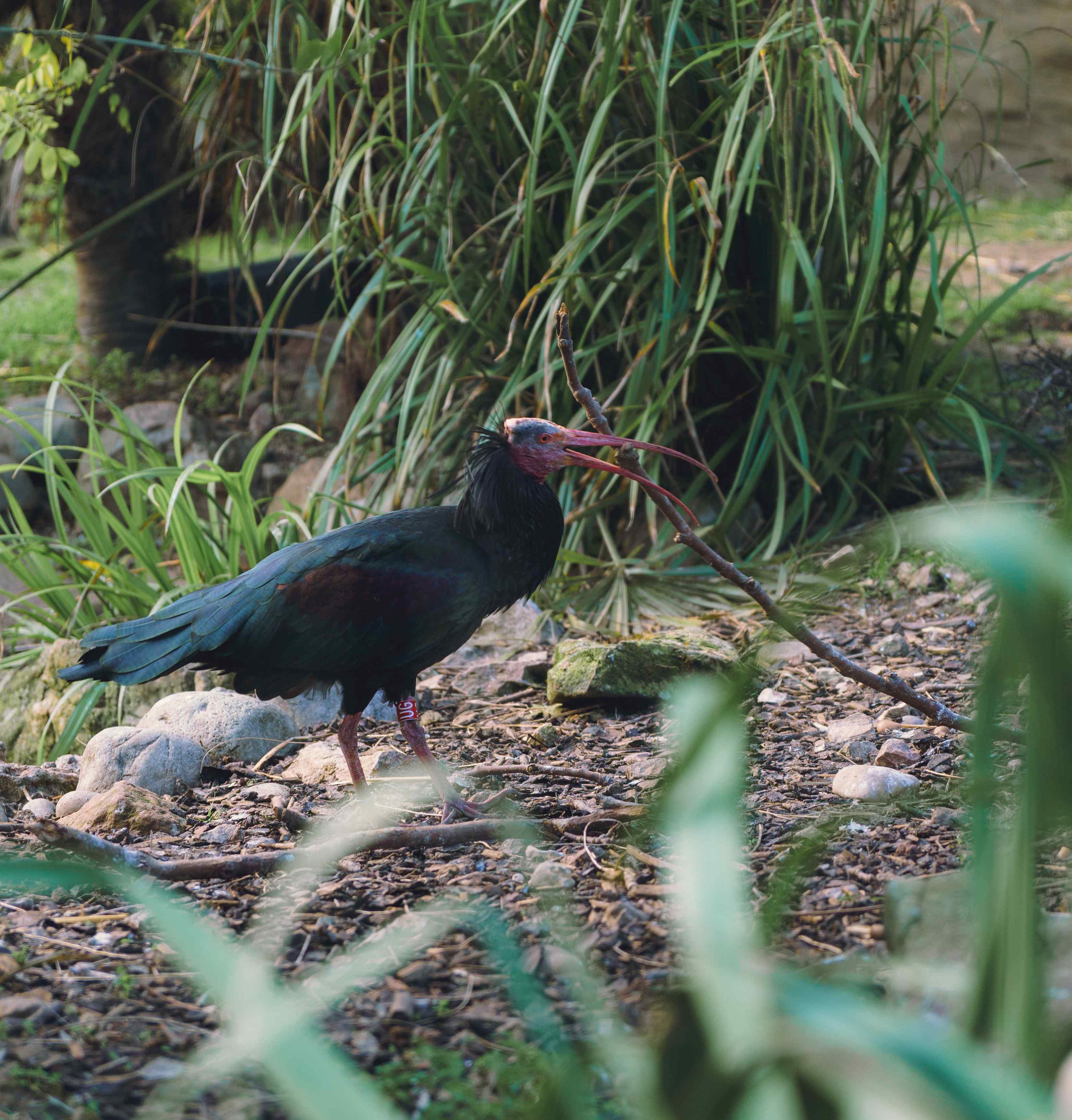 Northern Bald Ibis